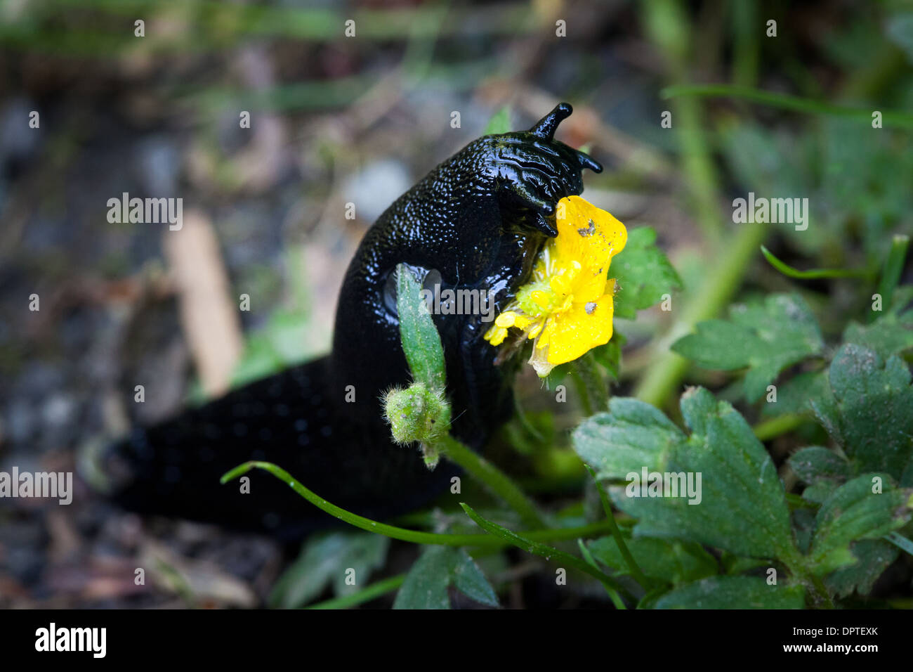 Black slug Arion ater ater Arionidae eating a buttercup, Bowlees, Upper Teesdale, England Stock Photo