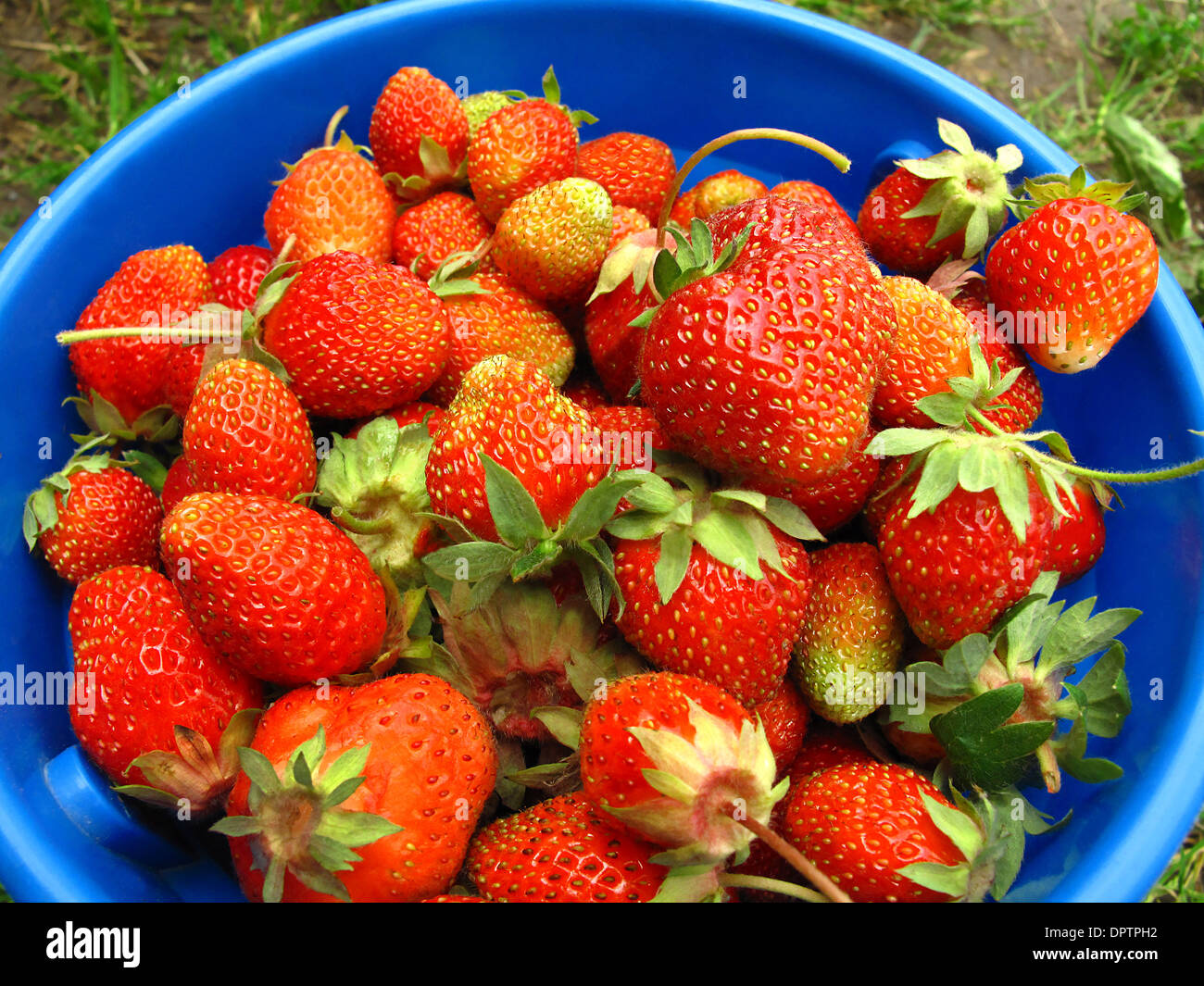 Bucket of strawberries hi-res stock photography and images - Alamy