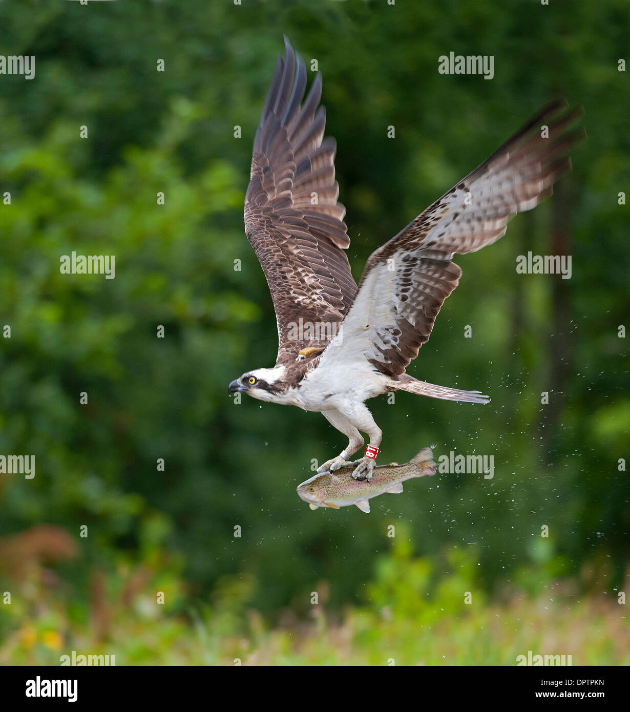 Heading back to the family nest with a meal of Rainbow Trout for the chicks.  SCO 9217. Stock Photo