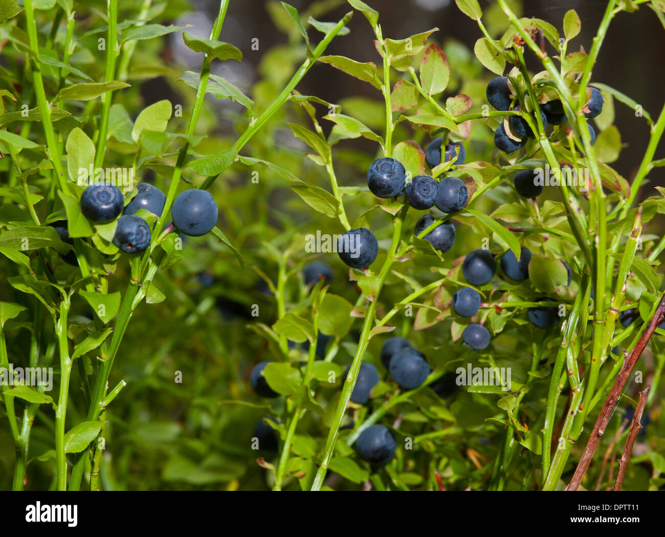 Blaeberries growing wild in the native Scottish Pinewoods of Strathspey