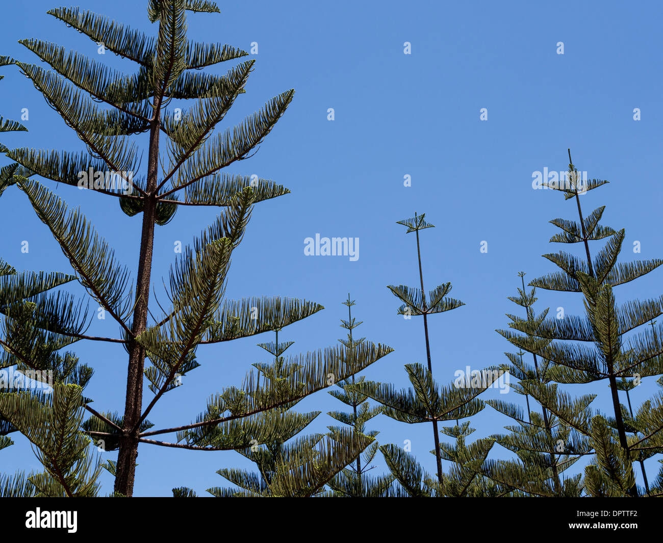 Norfolk pines, Norfolk Island, Australia Stock Photo Alamy