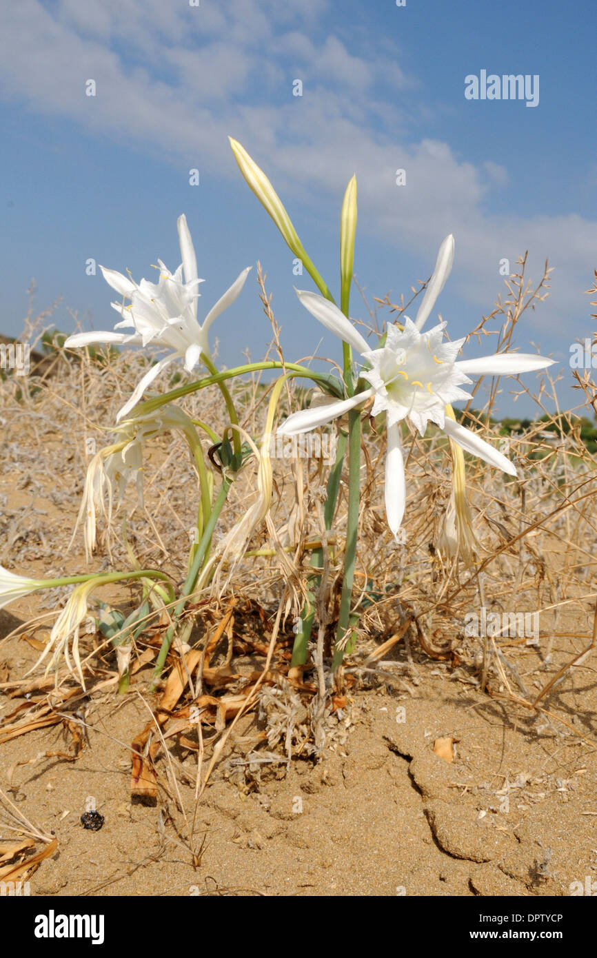Sea Daffodill (Pancratium maritimum), on a sand dune, Natural Reserve of Vendicari,Sicily Stock Photo