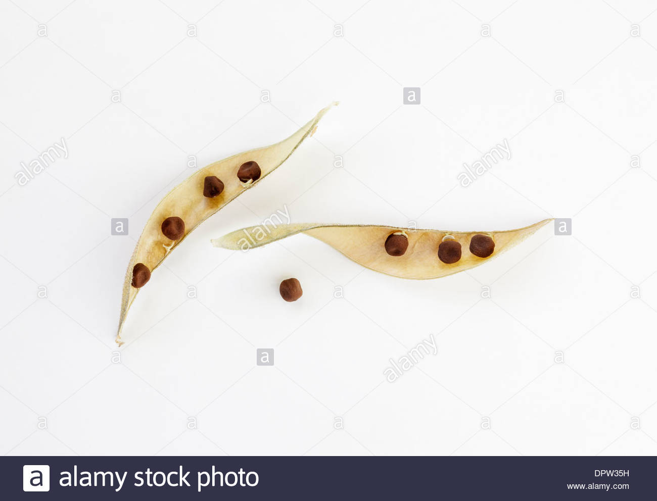 Seedpods isolated Stock Photo