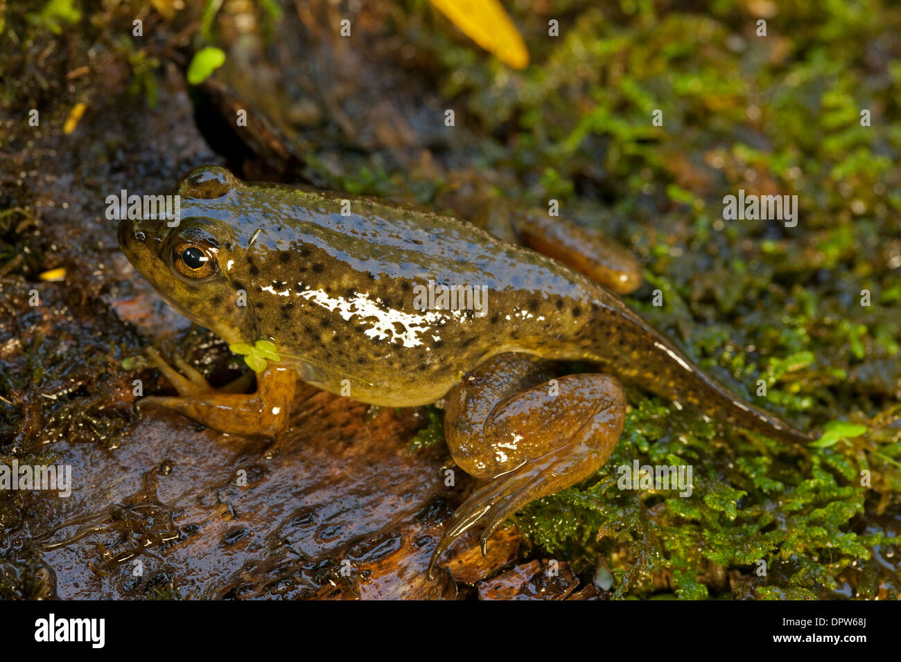 Tadpole webbed feet hi-res stock photography and images - Alamy