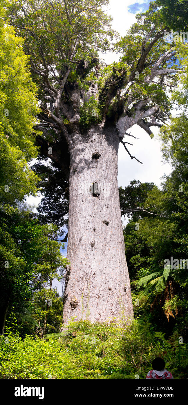 Tane Mahuta, the largest living Kauri tree left standing in New Zealand. Stock Photo
