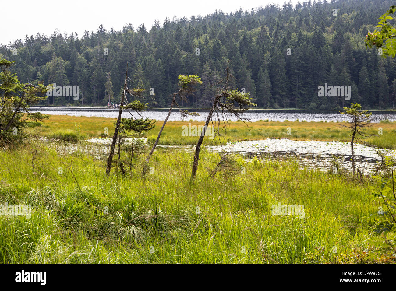 Small Arber Lake in National Park Bavarian Forest – Germany Stock Photo