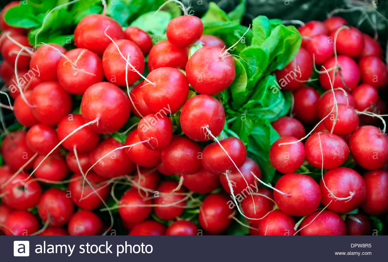 Oilseed radishes are grown hires stock photography and images Alamy