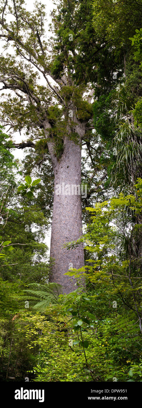 A rare, endangered kauri tree (Agathis australis) from a small grove in Northland, New Zealand Stock Photo