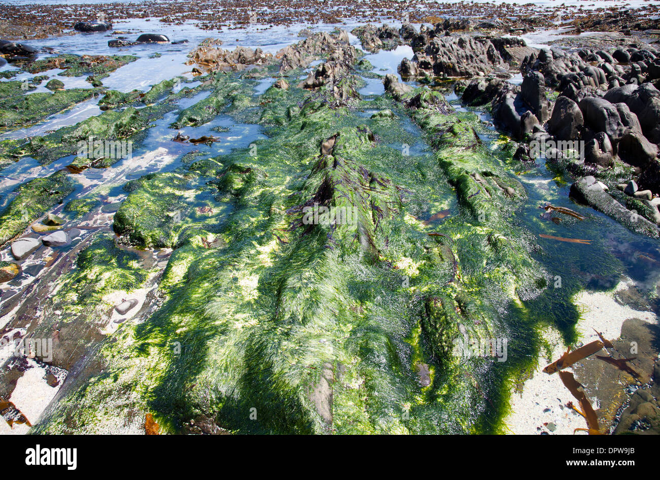 Algae on Rocks on beach in Sea Point - Cape Town - South Africa Stock Photo