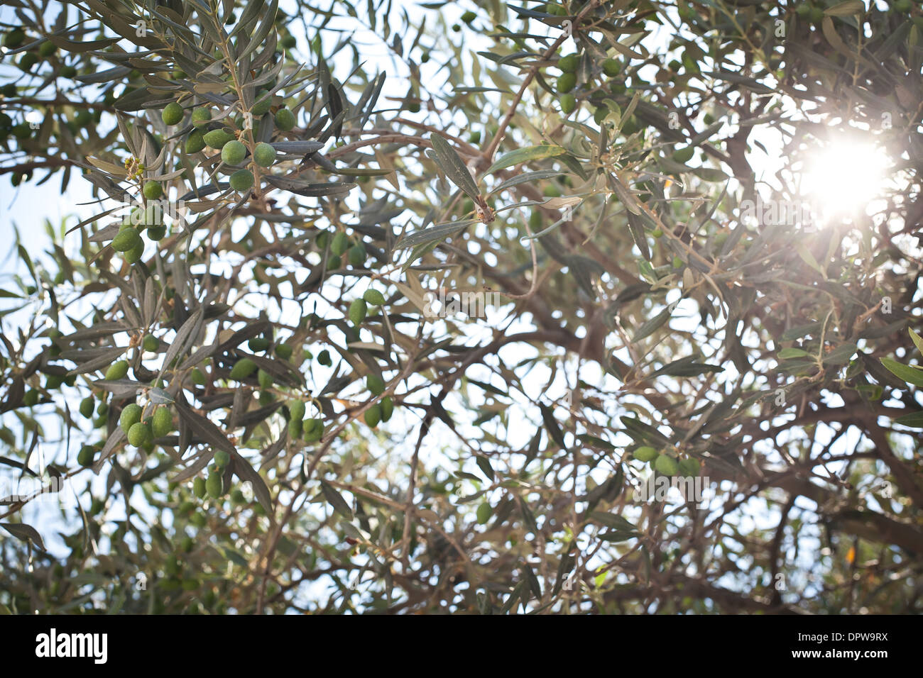 Olives on olive tree in the morning, Jerusalem, Israel Stock Photo Alamy