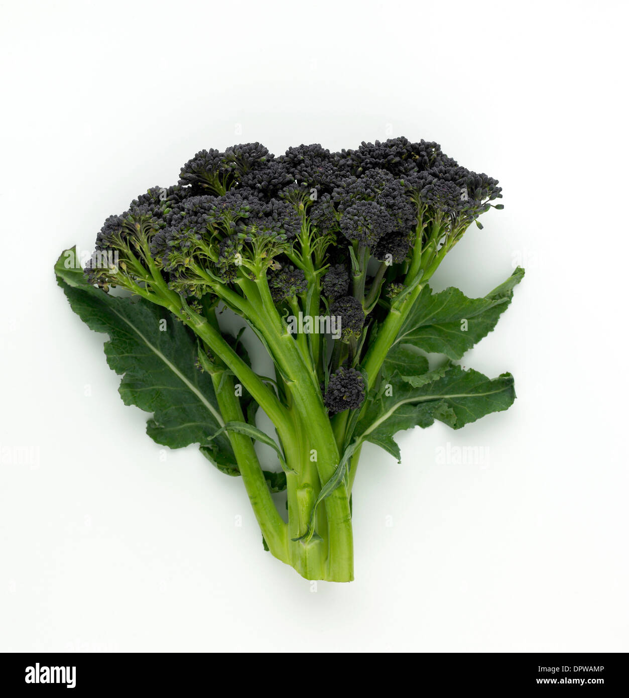 purple sprouting broccoli Stock Photo Alamy