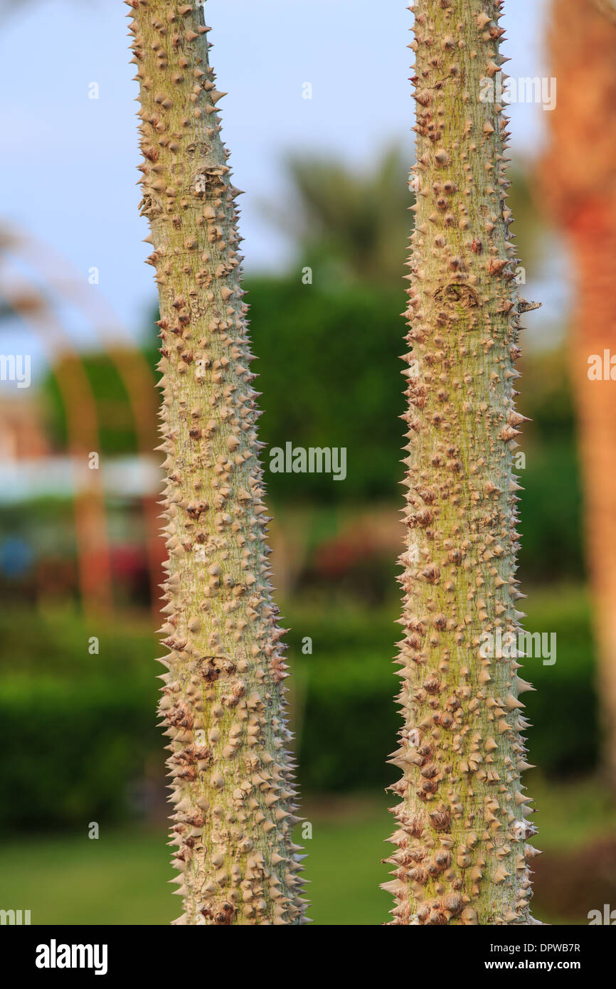 silk floss tree Stock Photo Alamy