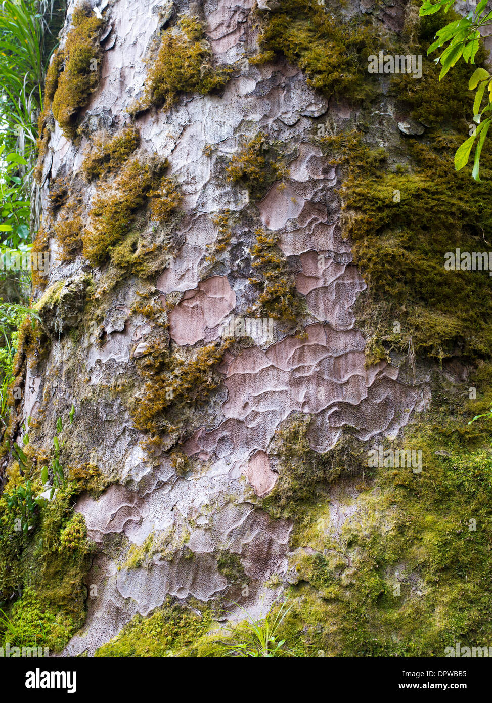 Closeup view of a rare, endangered kauri tree (Agathis australis) from a small grove in Northland, New Zealand Stock Photo