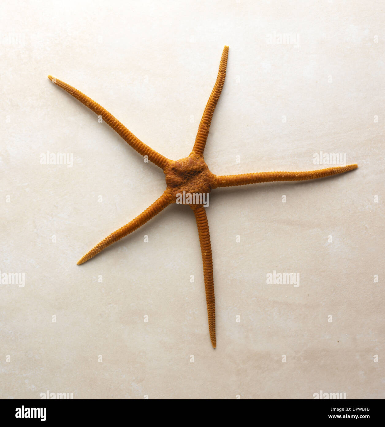 Starfish Stock Photo