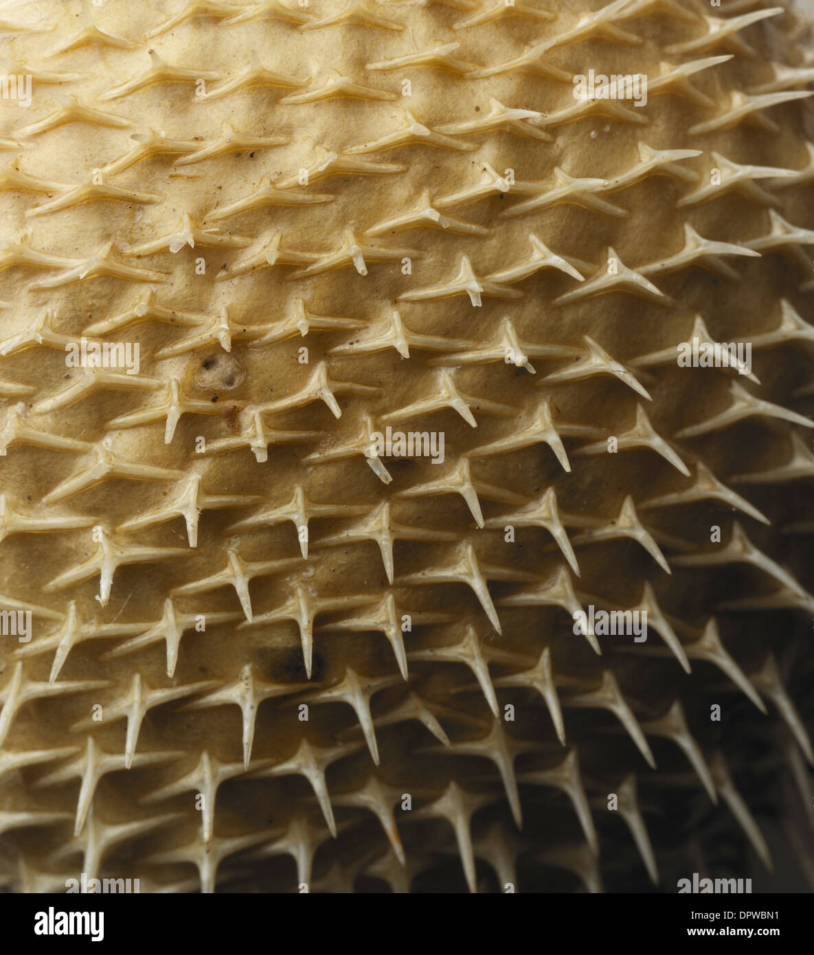 Spikes Object Spikey thorns hi-res stock photography and images - Alamy