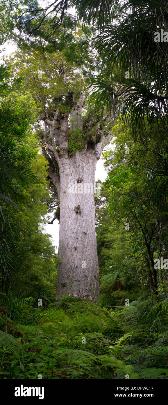 Tane Mahuta, the largest living Kauri tree left standing in New Zealand
