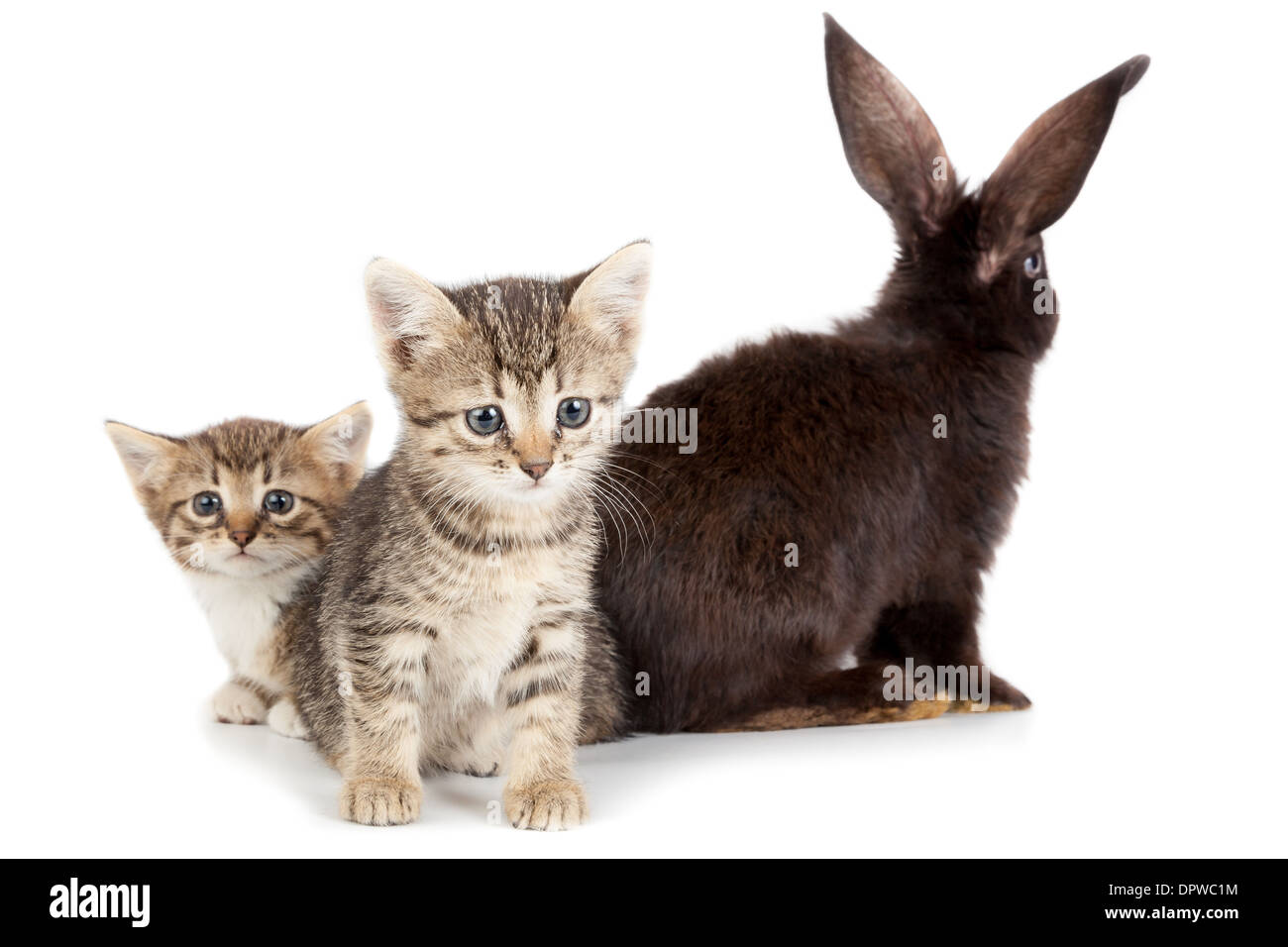 Friendship animals and pets. Kitten and Rabbit in studio isolated on white background. Stock Photo