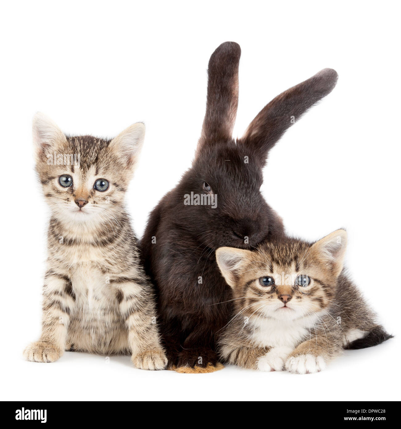 Friendship animals and pets. Kitten and Rabbit in studio isolated on white background. Stock Photo