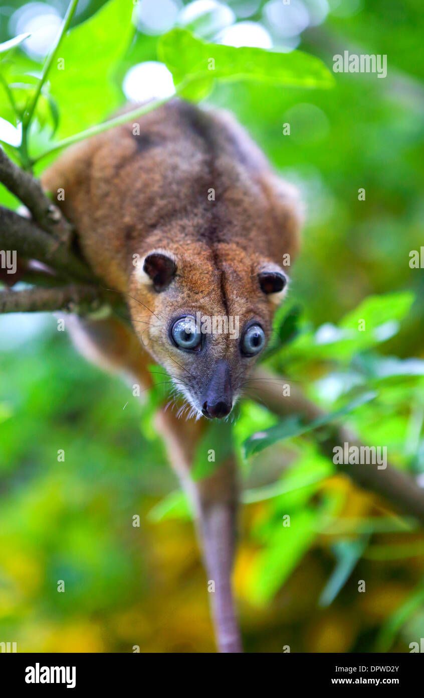 Cuscus marsupial possum in tree Stock Photo Alamy