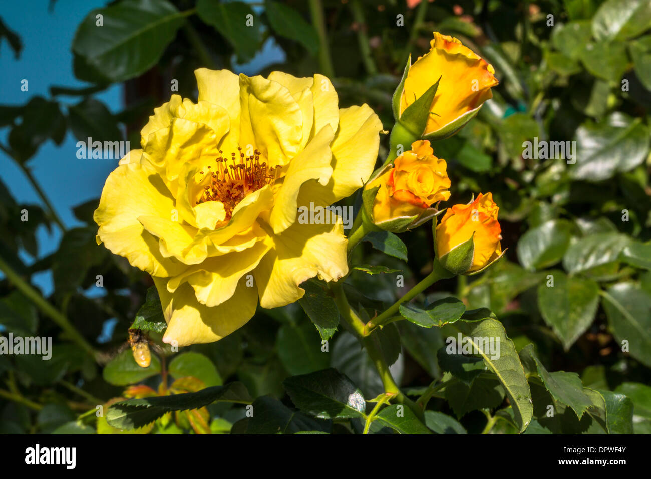 Single beautiful yellow rose Stock Photo