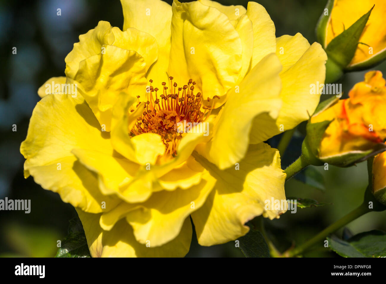Single beautiful yellow rose Stock Photo