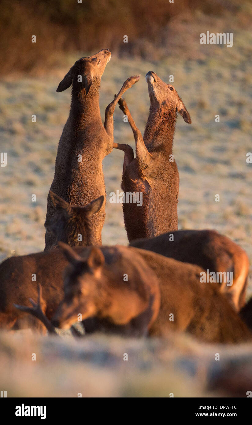 Two Red Deer have a fight whilst grazing in the frost at Ashton Court, Bristol Stock Photo