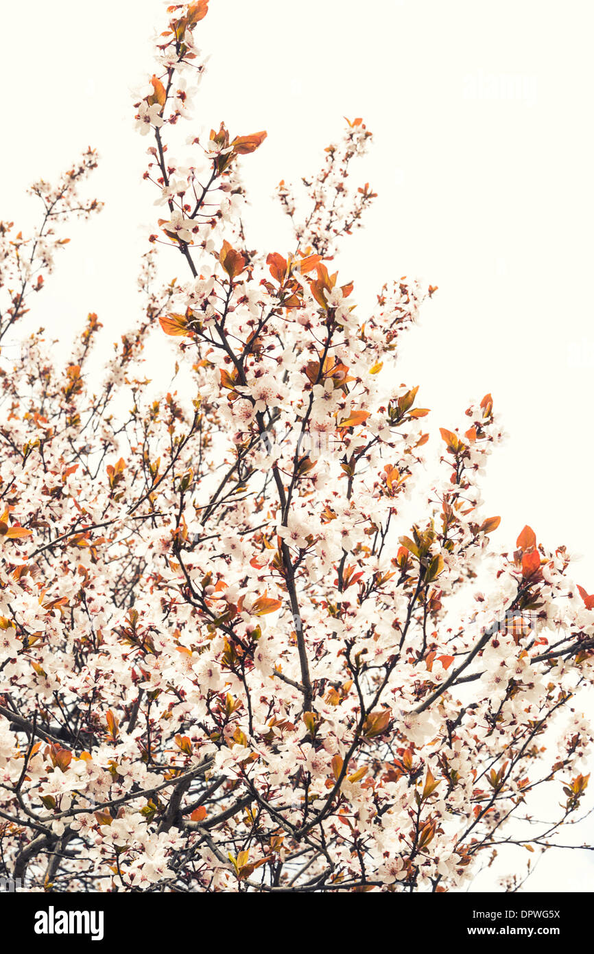 Blossom isolated on white Stock Photo - Alamy