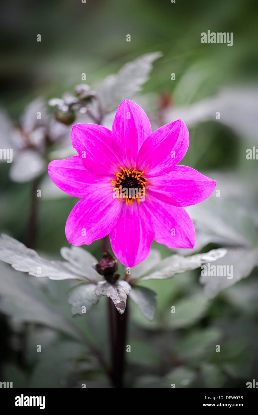 Close-up image of a single pink Dahlia 'Magenta Star' flower Stock Photo