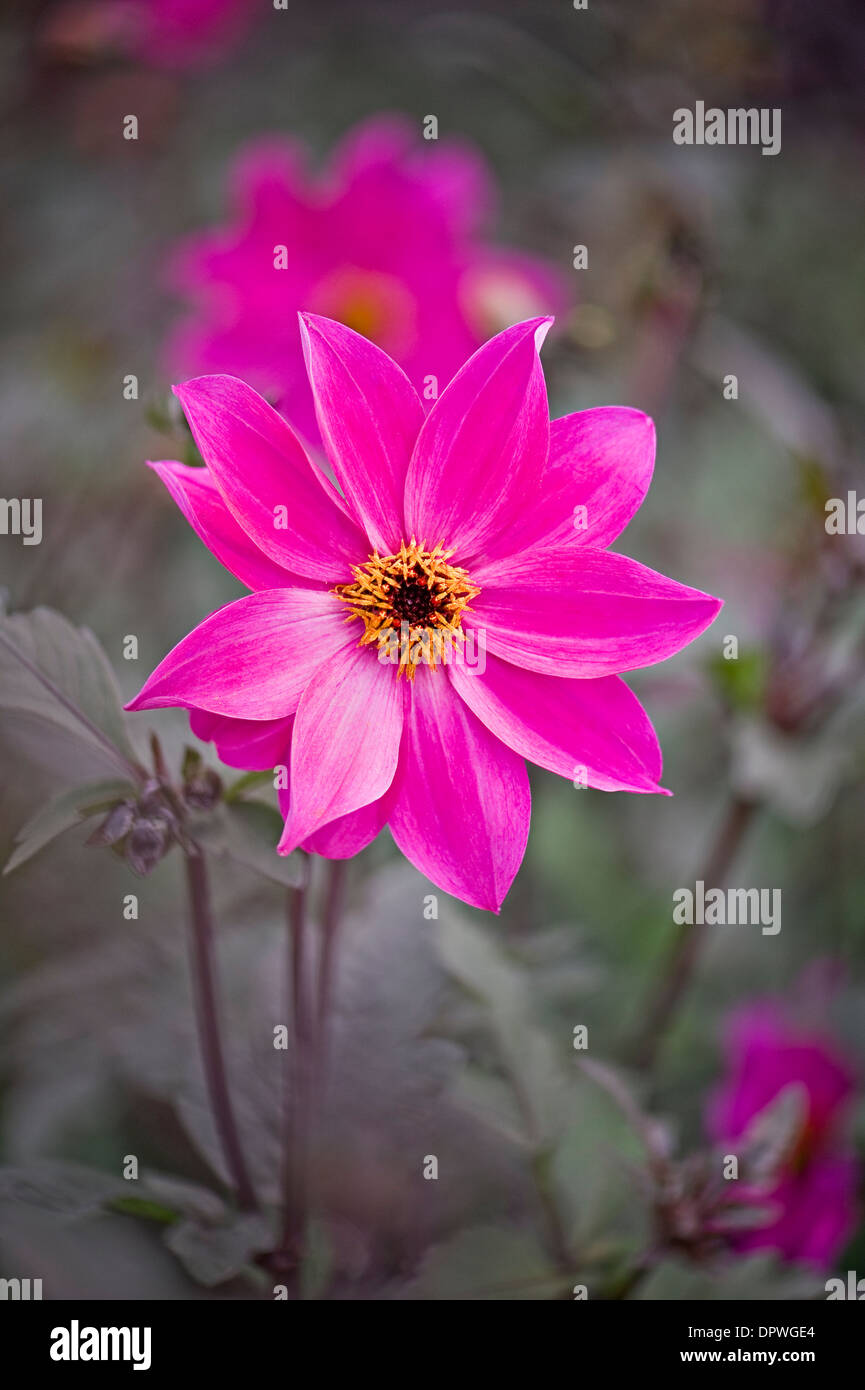 Close-up image of a single pink Dahlia 'Magenta Star' flower Stock Photo