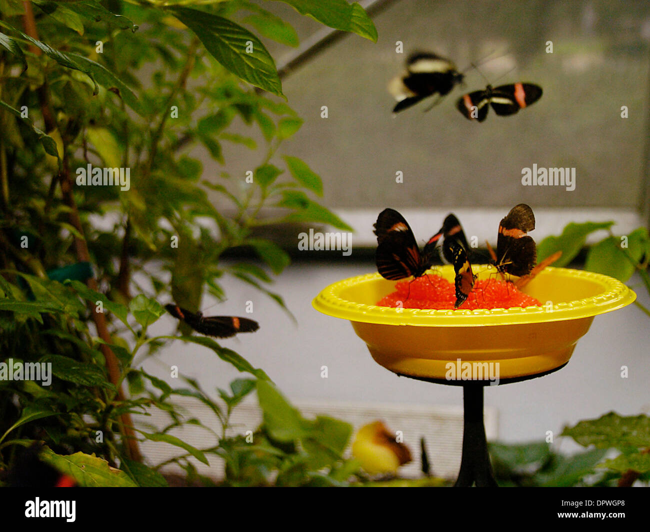 Jan 05, 2009 Houston, Texas, USA Assorted butterflies refresh