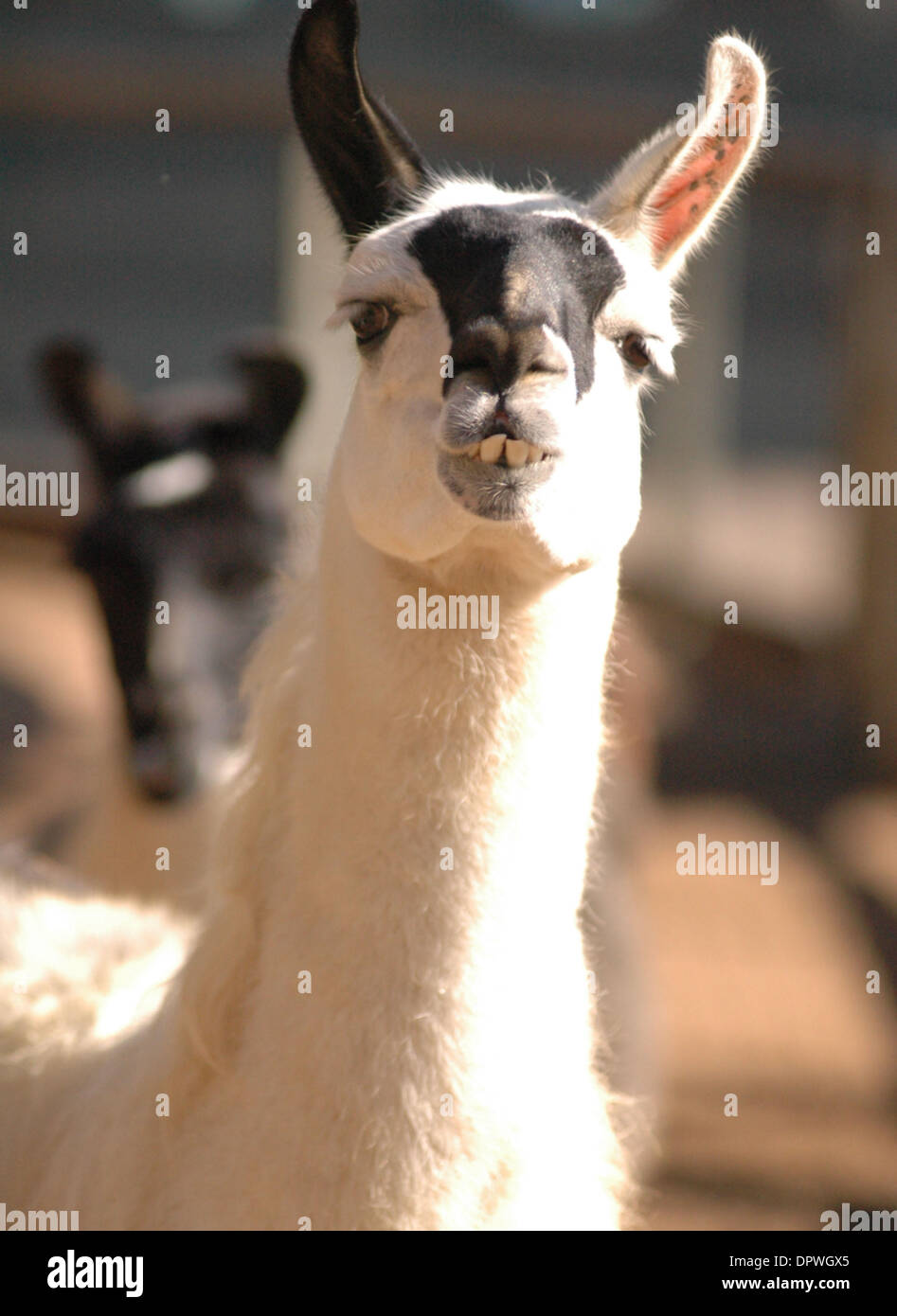 Jan 08, 2009 - Houston, Texas, United States - A Lama is curious. (Credit Image: © Timothy L. Hale/ZUMA Press) Stock Photo