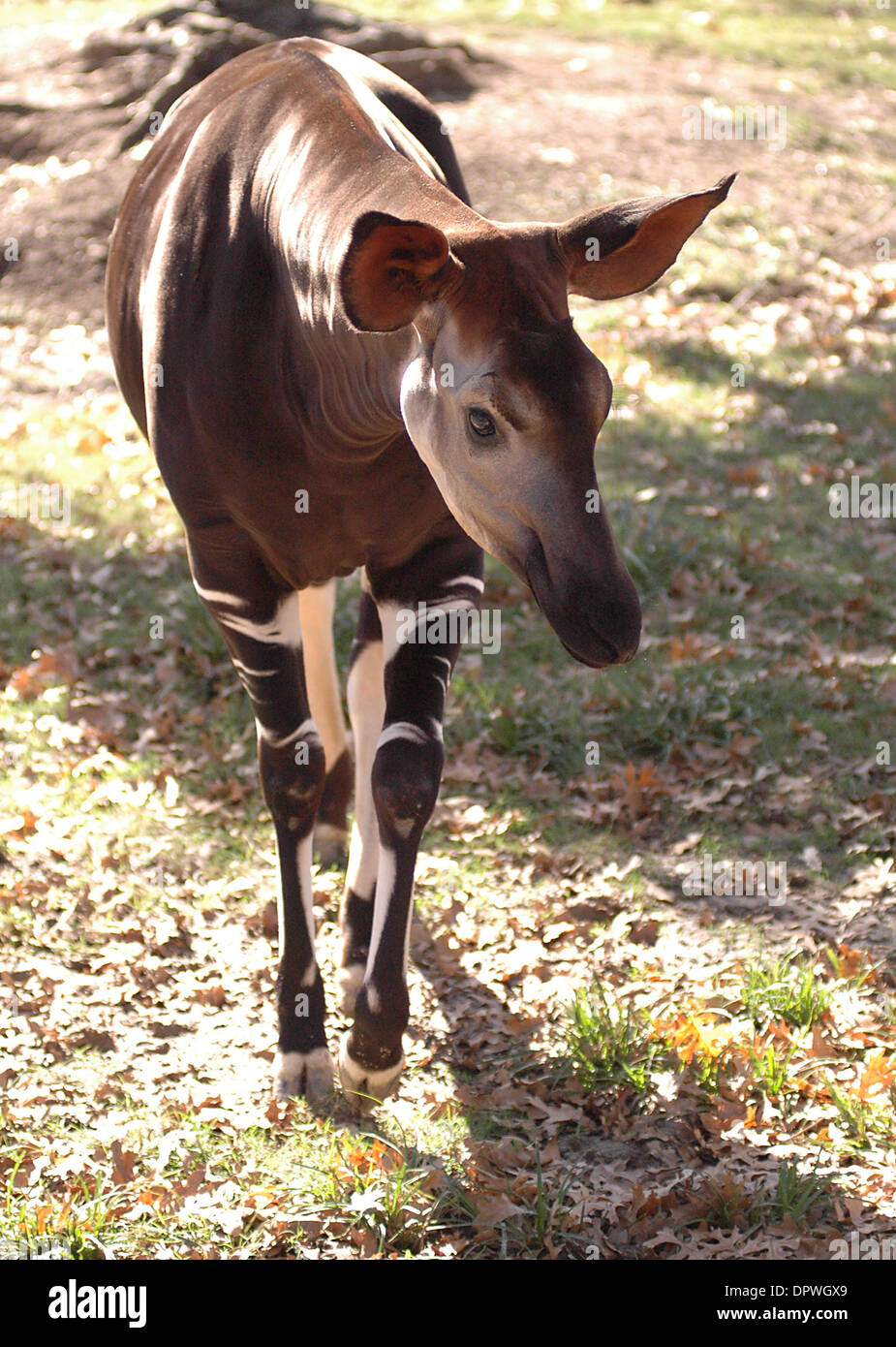 Okapis in rainforest hires stock photography and images Alamy
