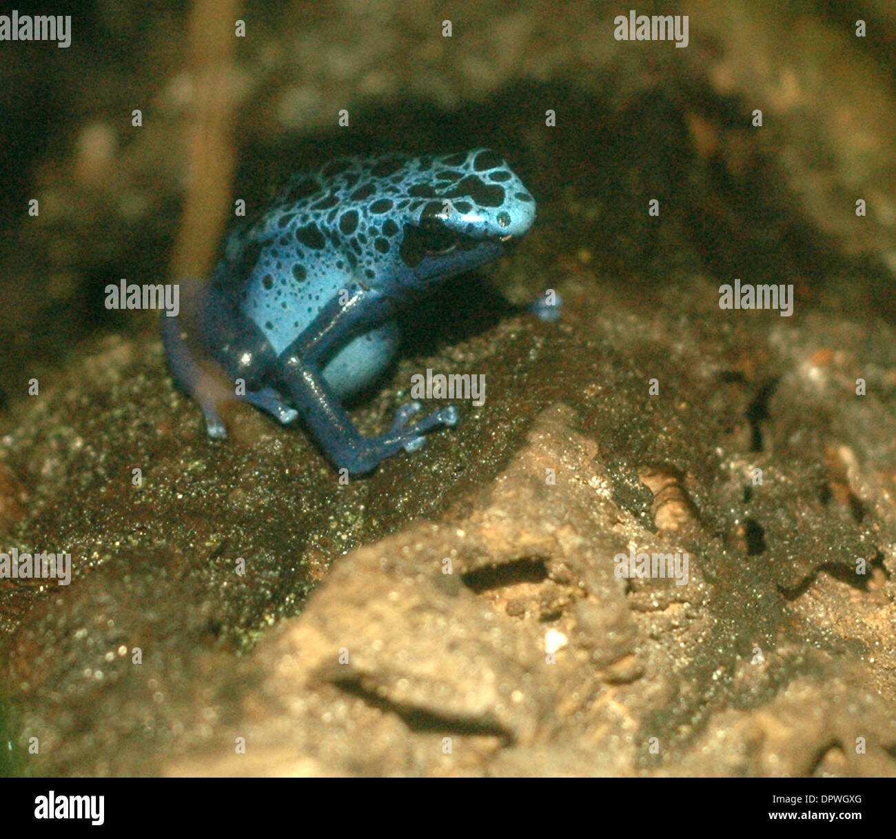 Jan 08, 2009 Houston, Texas, United States The Poison Dart Frog is blue. (Credit Image