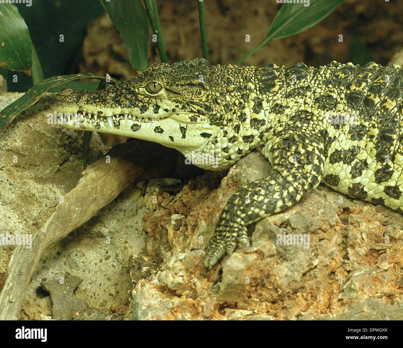 Jan 08, 2009 - Houston, Texas, United States - A Cuban Crocodile rests on rocks. (Credit Image: © Timothy L. Hale/ZUMA Press) Stock Photo