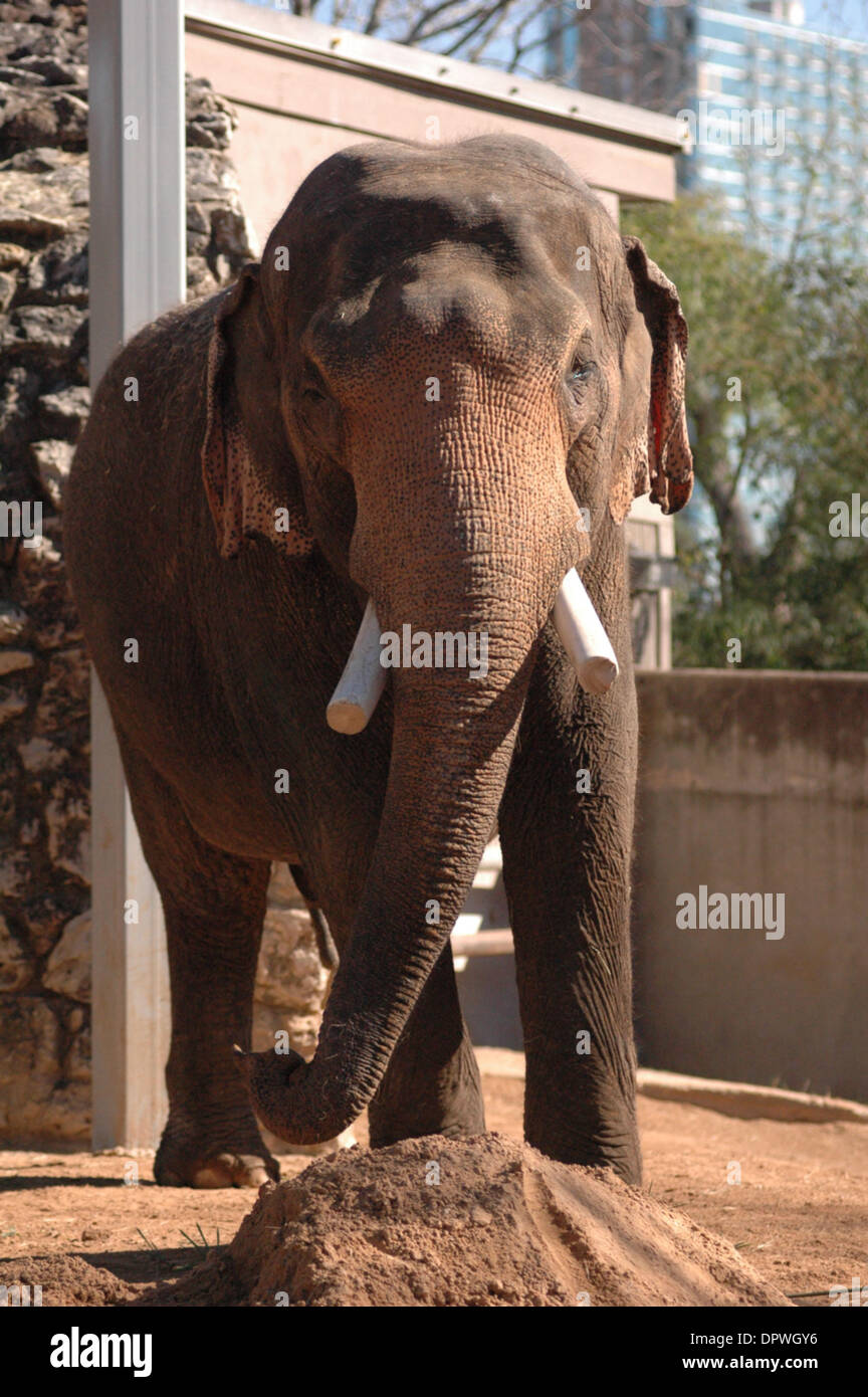 Jan 08, 2009 - Houston, Texas, United States - 'Thai', a bull Asian Elephant. (Credit Image: © Timothy L. Hale/ZUMA Press) Stock Photo