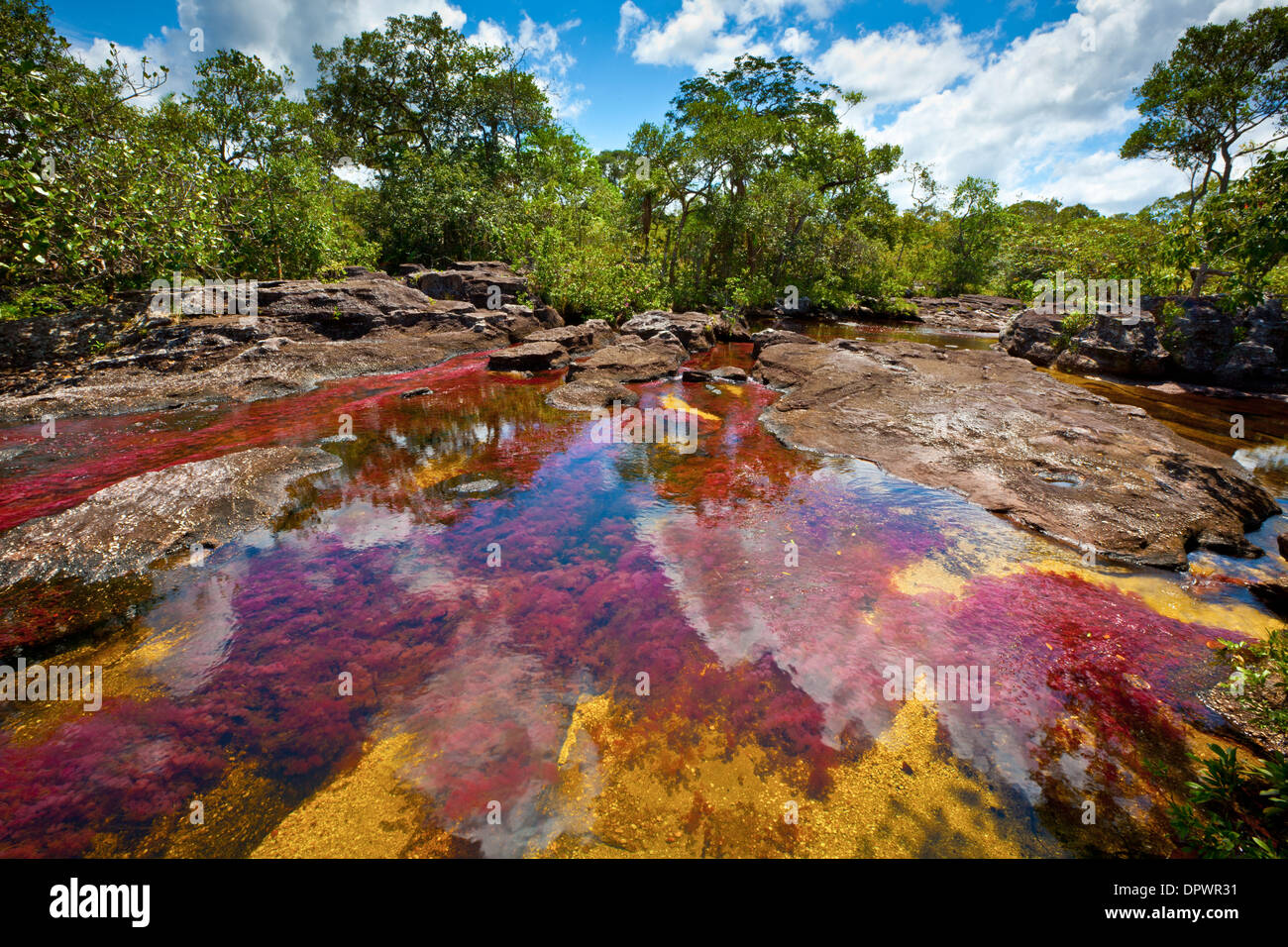 Colors at Cano Cristales, Colombia Underwater plants (Macarenia clarigera) endemic to small stream and area, Llano area Stock Photo