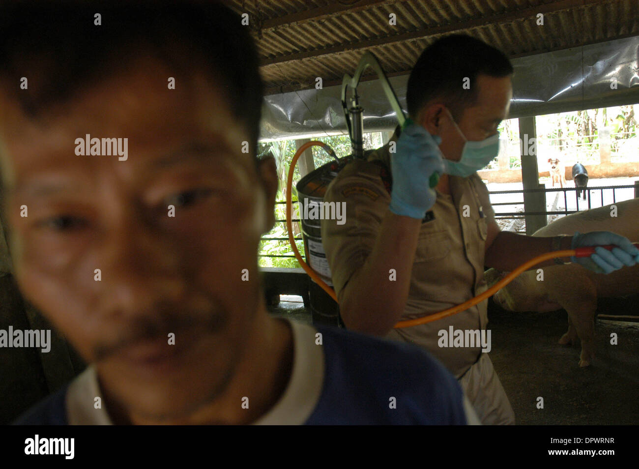 2009 swine flu outbreak hi-res stock photography and images - Alamy