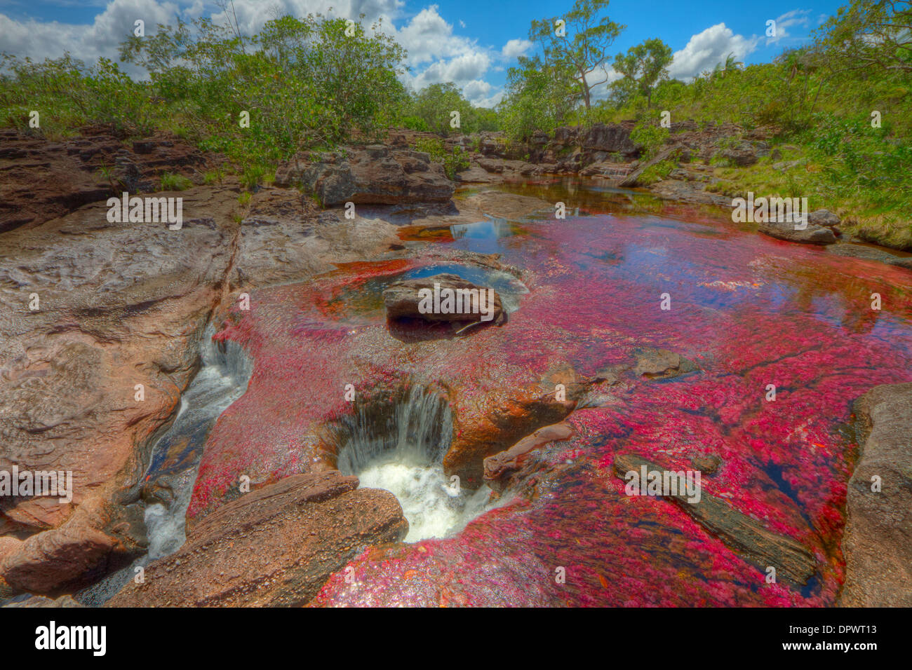 Colors at Cano Cristales, Colombia Underwater plants (Macarenia clarigera) endemic to small stream and area, Llano area Stock Photo