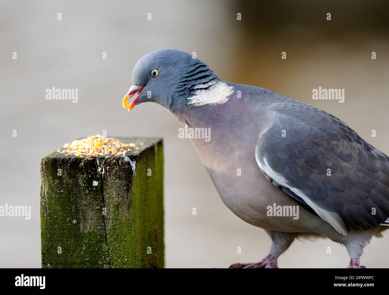 Grain eating birds hi-res stock photography and images - Alamy Grain eating birds hi-res stock photography and images - Alamy