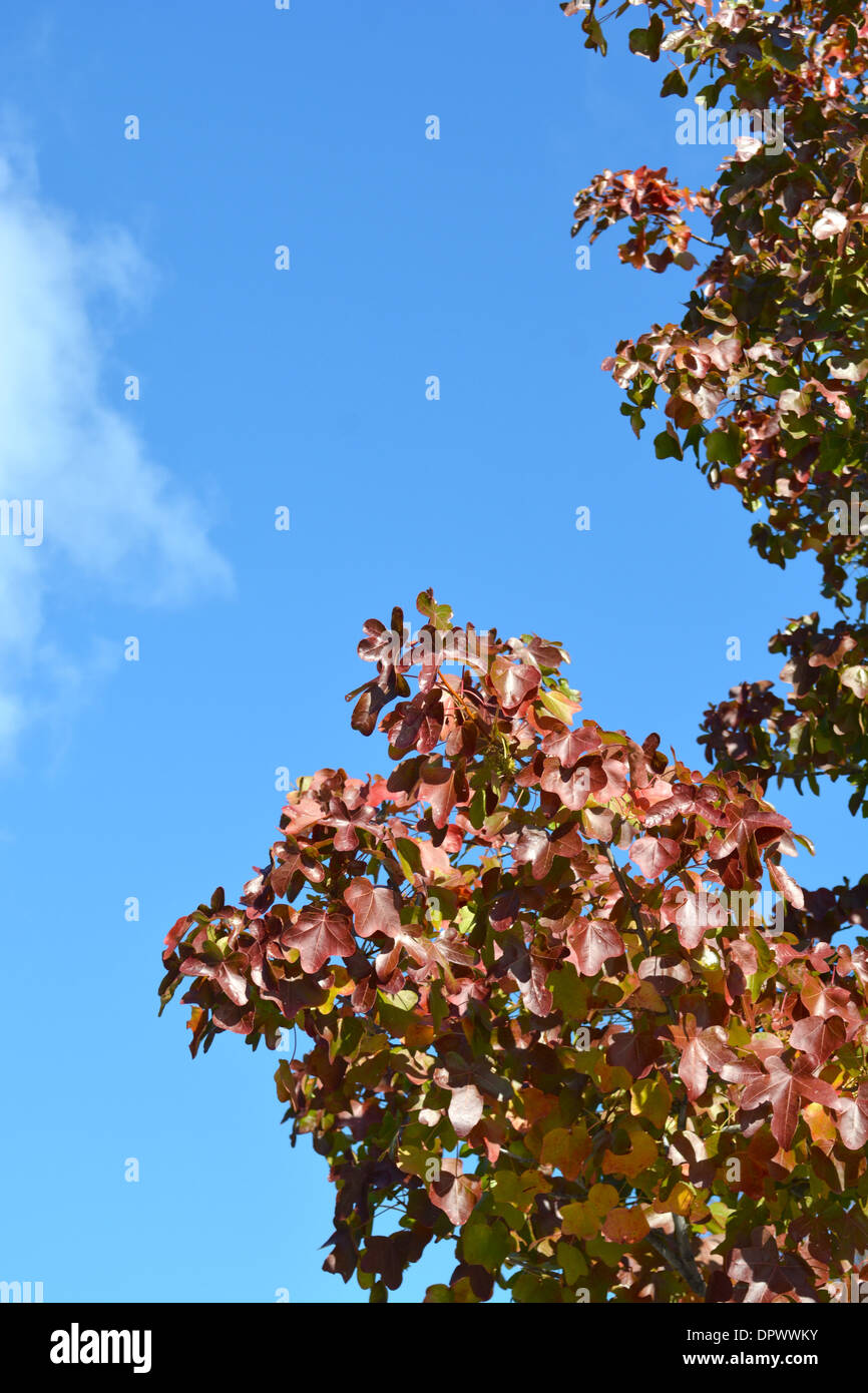 Tree Background with blue sky and clouds Stock Photo - Alamy