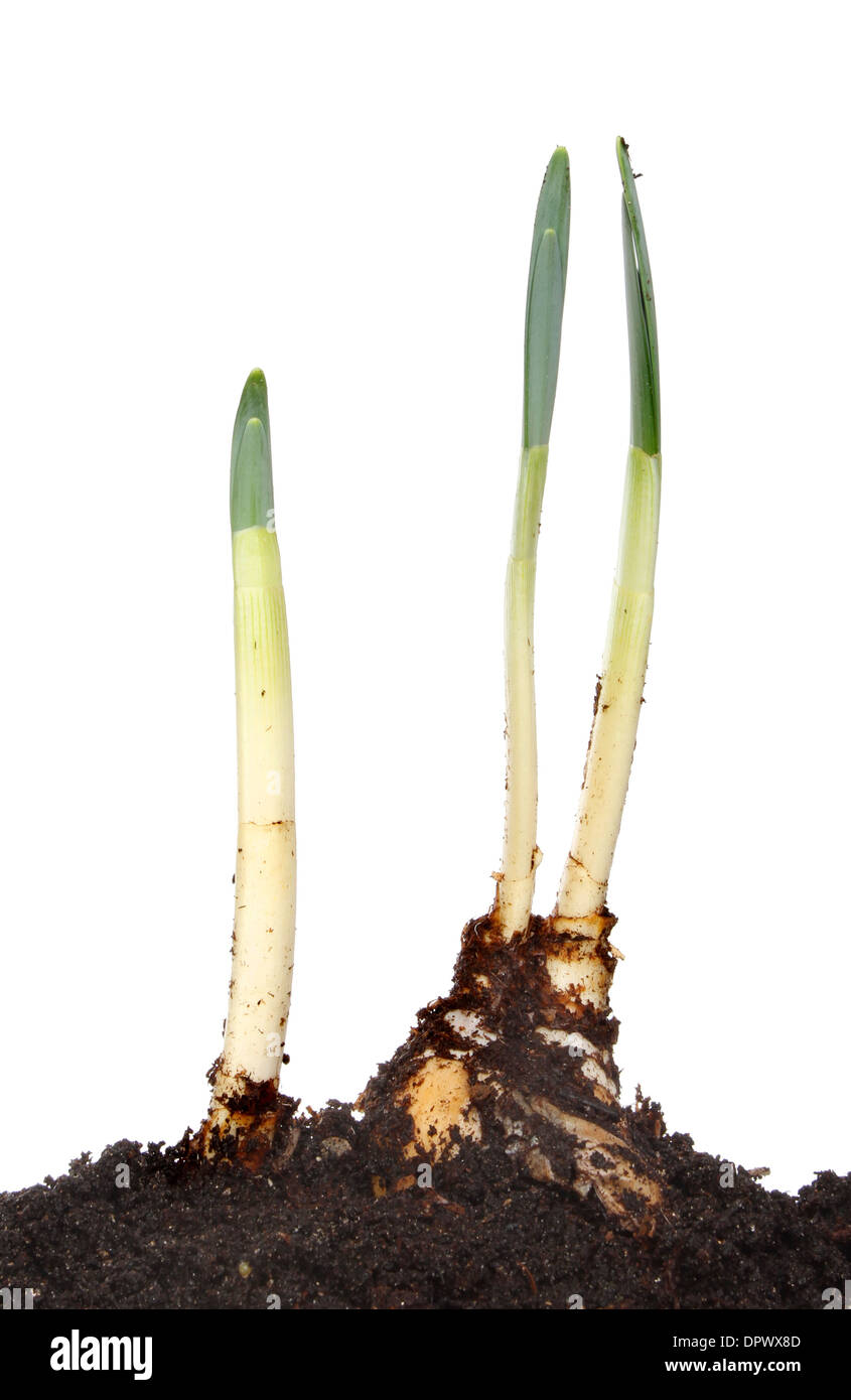 Green shoots of daffodil bulbs against a white background Stock Photo