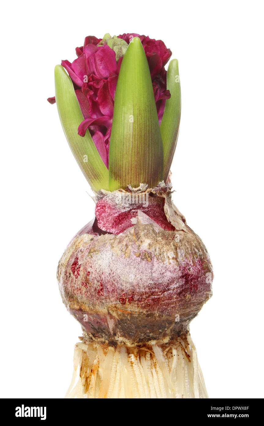 Closeup of a sprouting hyacinth bulb with purple flowers isolated against white Stock Photo Alamy