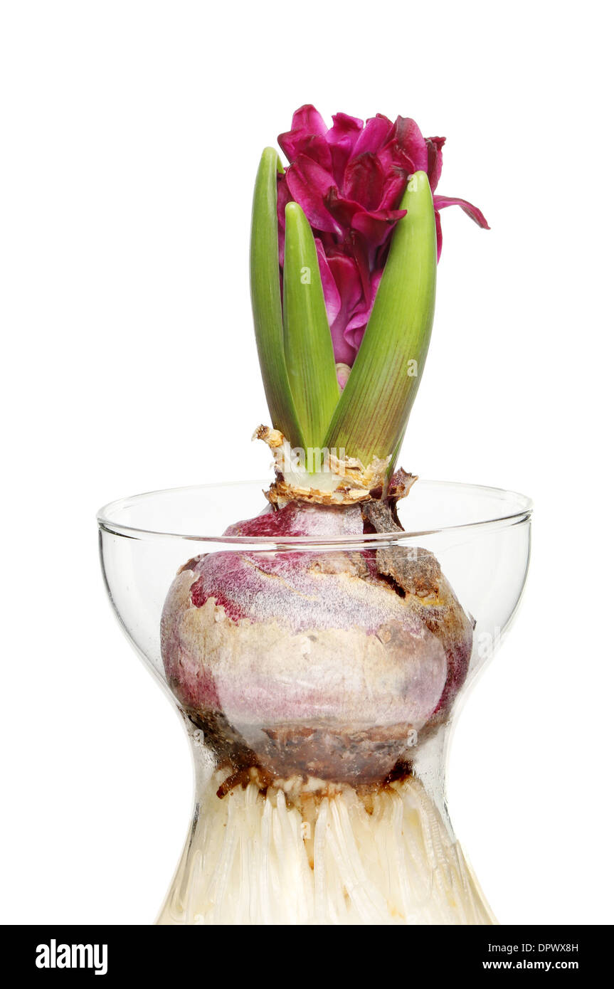 White hyacinth in jar hires stock photography and images Alamy