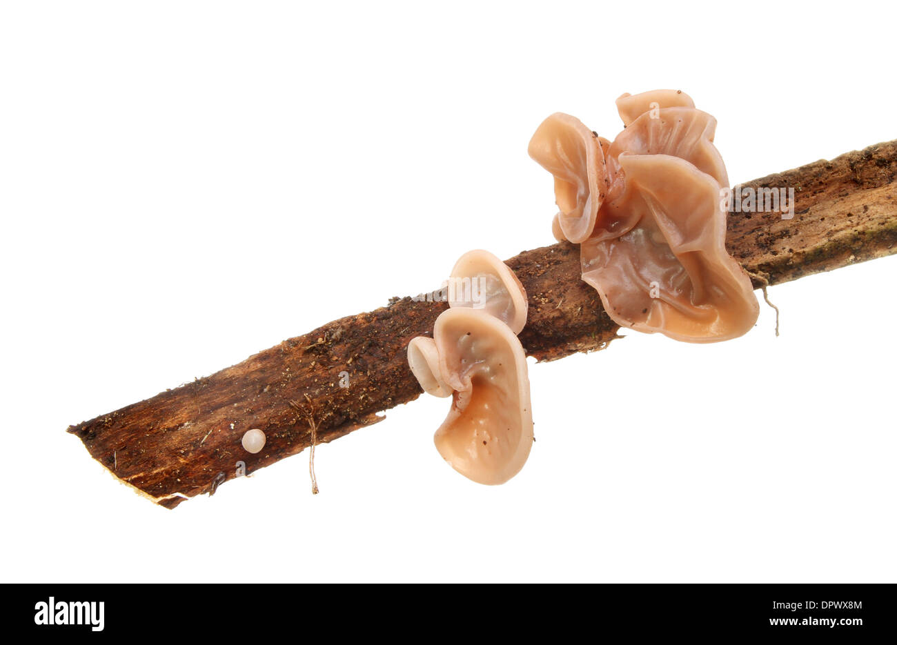 Ear like bracket fungi growing out of a rotting branch isolated against white Stock Photo