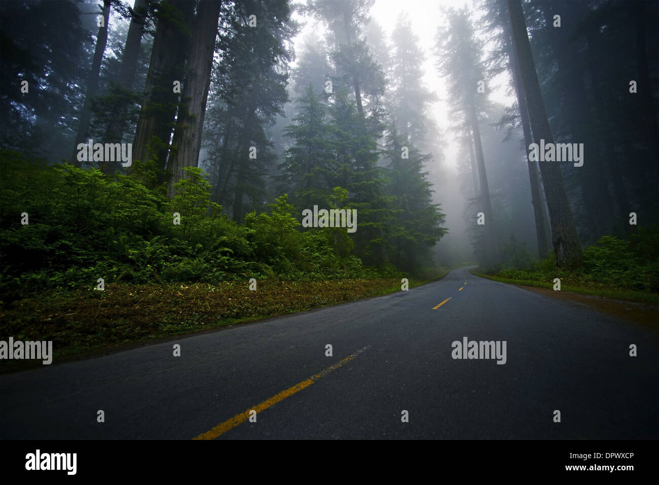 Mystic Foggy Northwestern Forest Road. Redwood Forest Scenery. Stock Photo