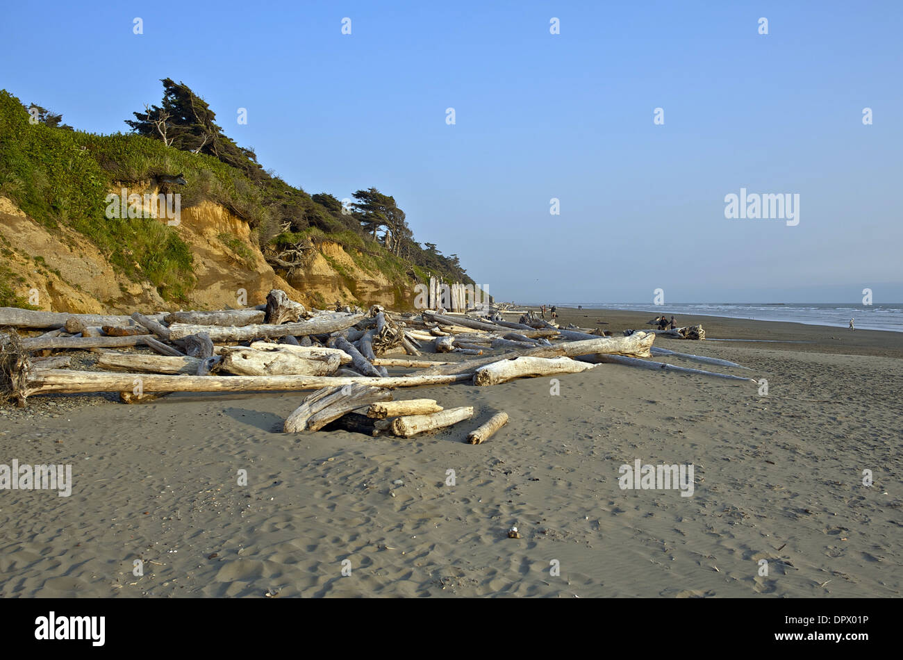 North California Beach Landscape. Pacific Ocean Sandy Shore with Wood Logs. California Photos Collection. Stock Photo