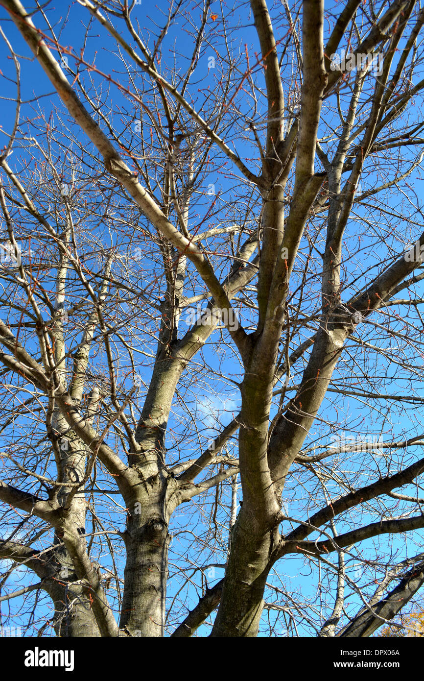 Tree Background with blue sky and clouds Stock Photo - Alamy