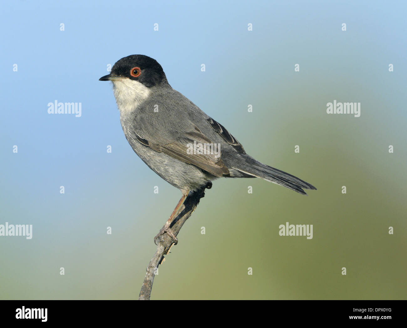 Sardinian Warbler - Sylvia melanocephala Stock Photo