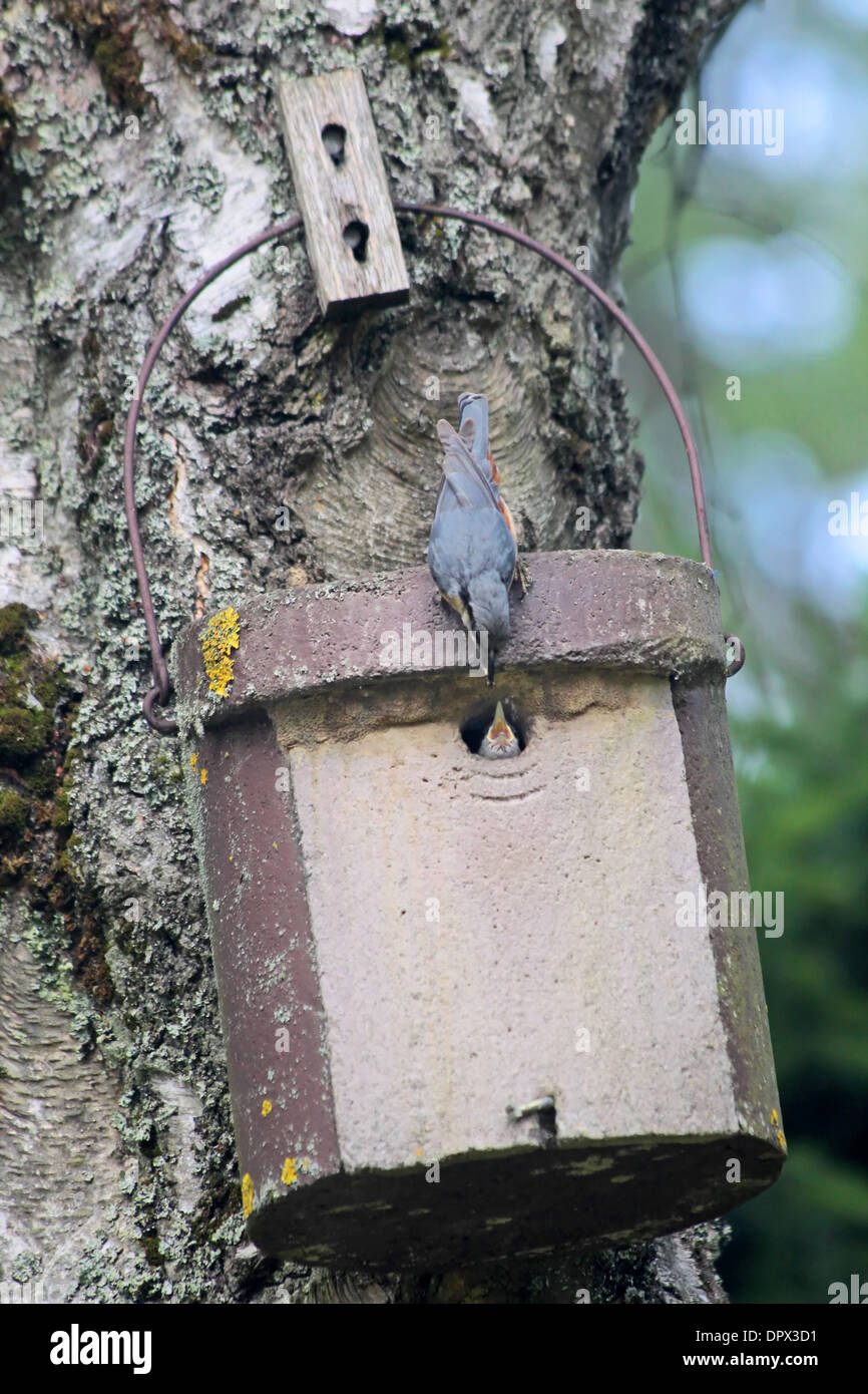 Birdhouse with young nuthatch bird getting feed Stock Photo