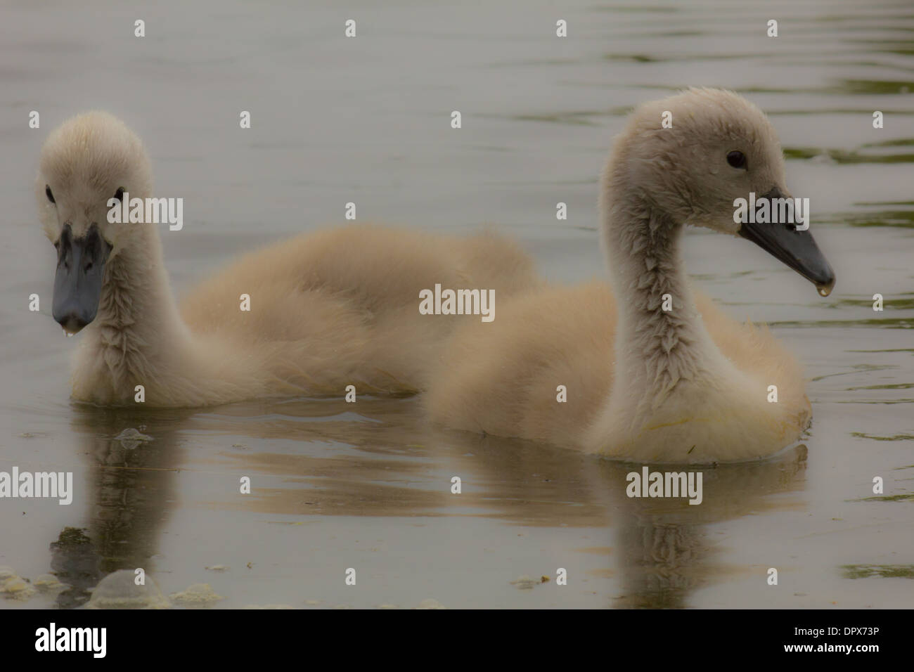Two Cygnets floating  together on water Stock Photo